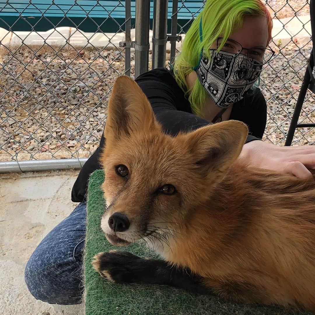 Rylaiさんのインスタグラム写真 - (RylaiInstagram)「Encounter Saturday was an amazing day of canid love!  We had a full house of volunteers today ready to help us create a magical center #ittakesavillage  . Melissa and @bookkeepingrox helped with the encounters! Rox brought strawberries, cucumbers and berries for the foxes and they were so excited they pooped and peed on them!!  . @danisharkdodo helped weld one of the few remaining perimeter fences we need and worked with @_e_clare on developing educational programs while her son Nico protected us from the swarm of bees!!  . Clay and Cathy rocked it by creating a paver path in the front of the center and leaving space for us to plant our peonies!!  . Dave and @gregcraighandcrafted worked on the training room putting up more trusses!!  . And a special treat, Dr. Annie Petersen from the Association for Human-Animal Bond Studies came by to do an interview!!  . It was an extremely successful day at the center!! Thank you to everyone that continues to support the center and your help in creating a path for healing!  . . . . #encountersaturday  #foxes foxencounter #animalencounter #animals #wolves  #wolf #ngsd #singers #volunteers #growth #support #healing #animalresearch #lovefoxes #foxesofig #belyaevfoxes」9月13日 9時58分 - jabcecc