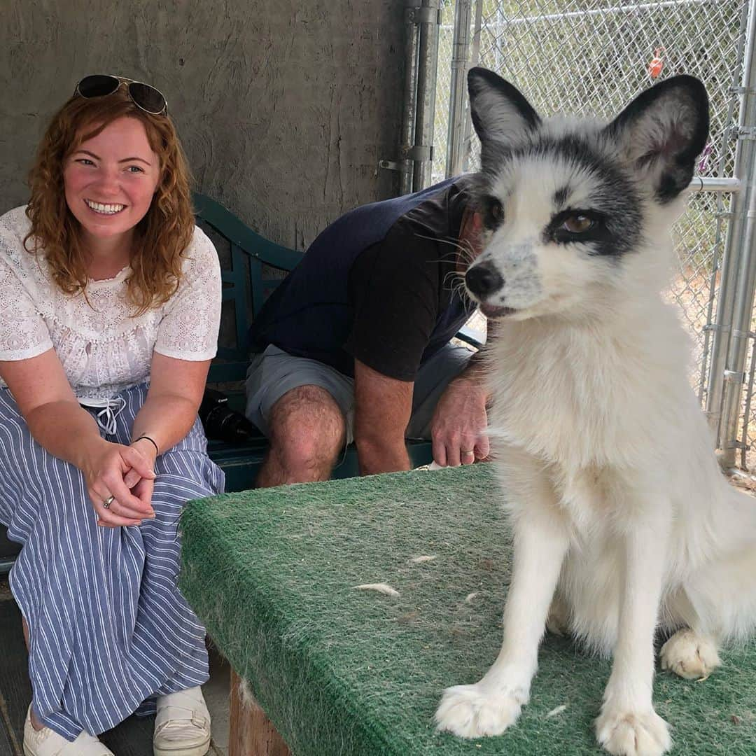 Rylaiさんのインスタグラム写真 - (RylaiInstagram)「Encounter Saturday was an amazing day of canid love!  We had a full house of volunteers today ready to help us create a magical center #ittakesavillage  . Melissa and @bookkeepingrox helped with the encounters! Rox brought strawberries, cucumbers and berries for the foxes and they were so excited they pooped and peed on them!!  . @danisharkdodo helped weld one of the few remaining perimeter fences we need and worked with @_e_clare on developing educational programs while her son Nico protected us from the swarm of bees!!  . Clay and Cathy rocked it by creating a paver path in the front of the center and leaving space for us to plant our peonies!!  . Dave and @gregcraighandcrafted worked on the training room putting up more trusses!!  . And a special treat, Dr. Annie Petersen from the Association for Human-Animal Bond Studies came by to do an interview!!  . It was an extremely successful day at the center!! Thank you to everyone that continues to support the center and your help in creating a path for healing!  . . . . #encountersaturday  #foxes foxencounter #animalencounter #animals #wolves  #wolf #ngsd #singers #volunteers #growth #support #healing #animalresearch #lovefoxes #foxesofig #belyaevfoxes」9月13日 9時58分 - jabcecc