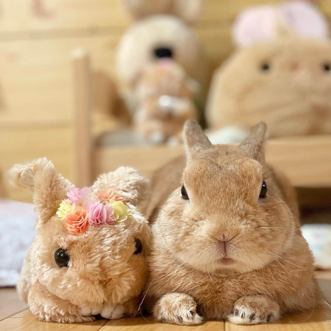 ラン?さんのインスタグラム写真 - (ラン?Instagram)「おはよー( ^ω^ )❤ ☆ まったり日曜日♪ 今朝は雨降りで涼しいよ クーラーつけなくても快適にお昼寝出来そう♡ ☆  #うさぎ #ネザーランドドワーフ #rabbit #bunny #bunnystagram  #rabbitstagram  #cute  #かわいい #ふわもこ部  #もふもふ  #zip写真部  #アニマル写真部 #instagramjapan #netherlanddwarf #うさぎと暮らす  #うさぎのいる暮らし #癒し #kawaii #ランちゃん  2020.09.13」9月13日 10時08分 - mofumofuusako