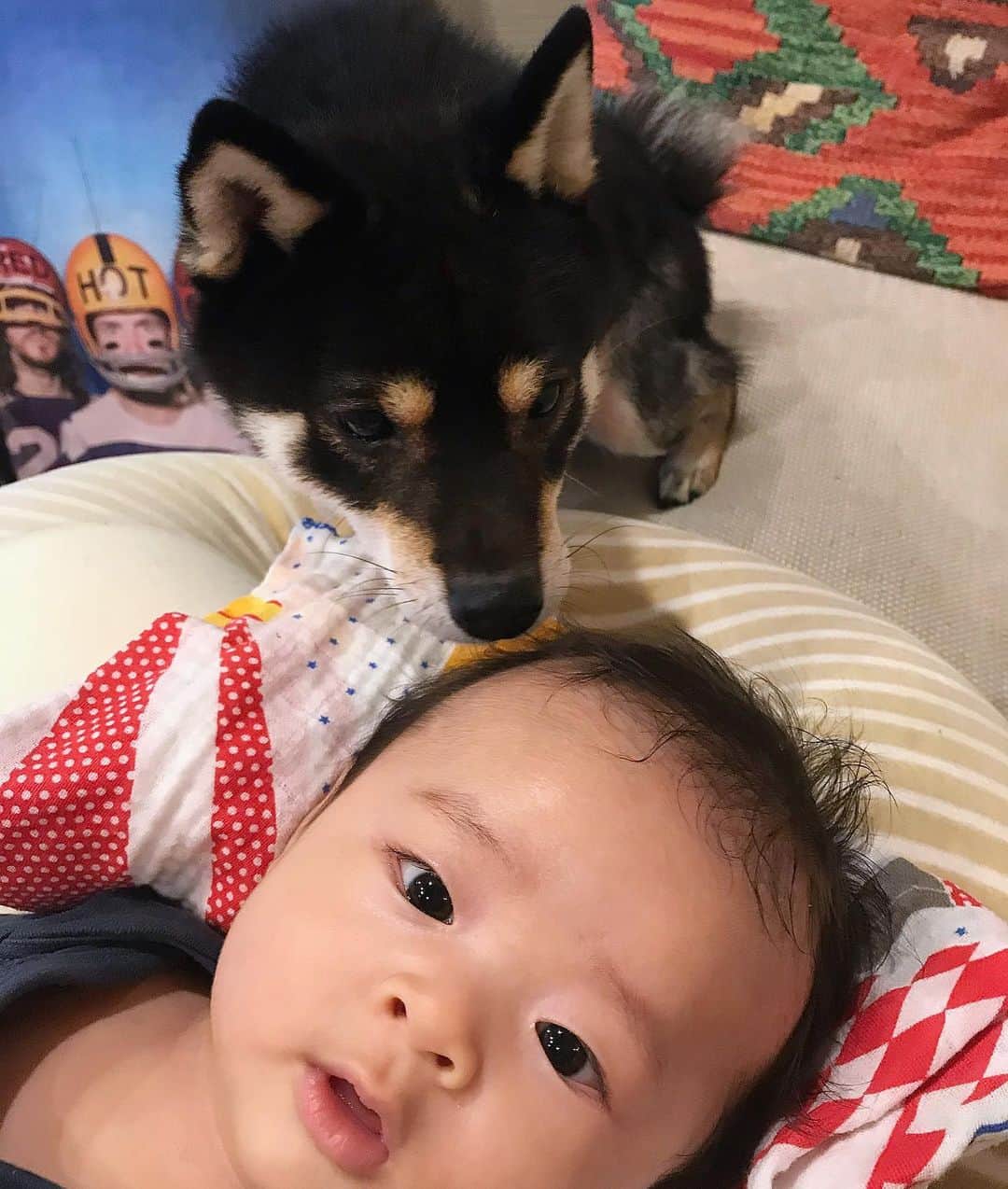 まめ丸のインスタグラム：「* * 【スワイプしてね🔛】 ちび丸くんおふろあがりのお兄ちゃんチェック🛁 1枚目：ちゃんとあらえてるかなー🐶💓クンクン🌬 2枚目：ごうかくー🐶❣️ #まめ丸とちび丸 * Something smells good🐶🍼💓 * #柴犬#豆柴#柴#黒柴#犬#いぬのきもち#犬のいる暮らし#赤ちゃんと犬#犬と赤ちゃん#ベビフル#ママリ#生後3ヶ月 #shiba#shibainu#shibastagram#shibadog#puppy#instadog#dogstagram#dog#instashiba#petstagram#pet#강아지#멍스타그램#doglover#ilovemydog#dogandbaby#babyanddog」