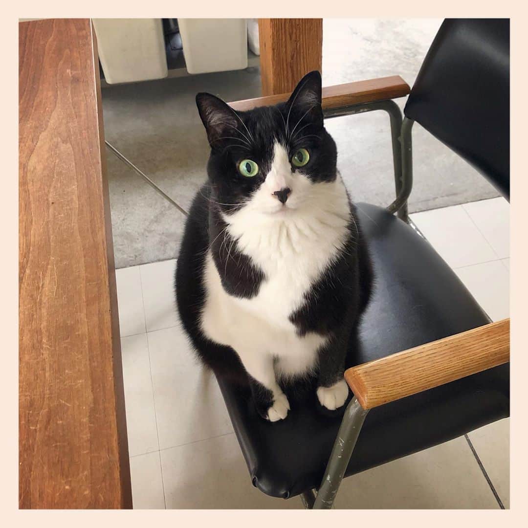 パンといっぴきのインスタグラム：「#元保護猫 #ハチワレ #白黒猫 #blackandwhitecat #tuxedocat」
