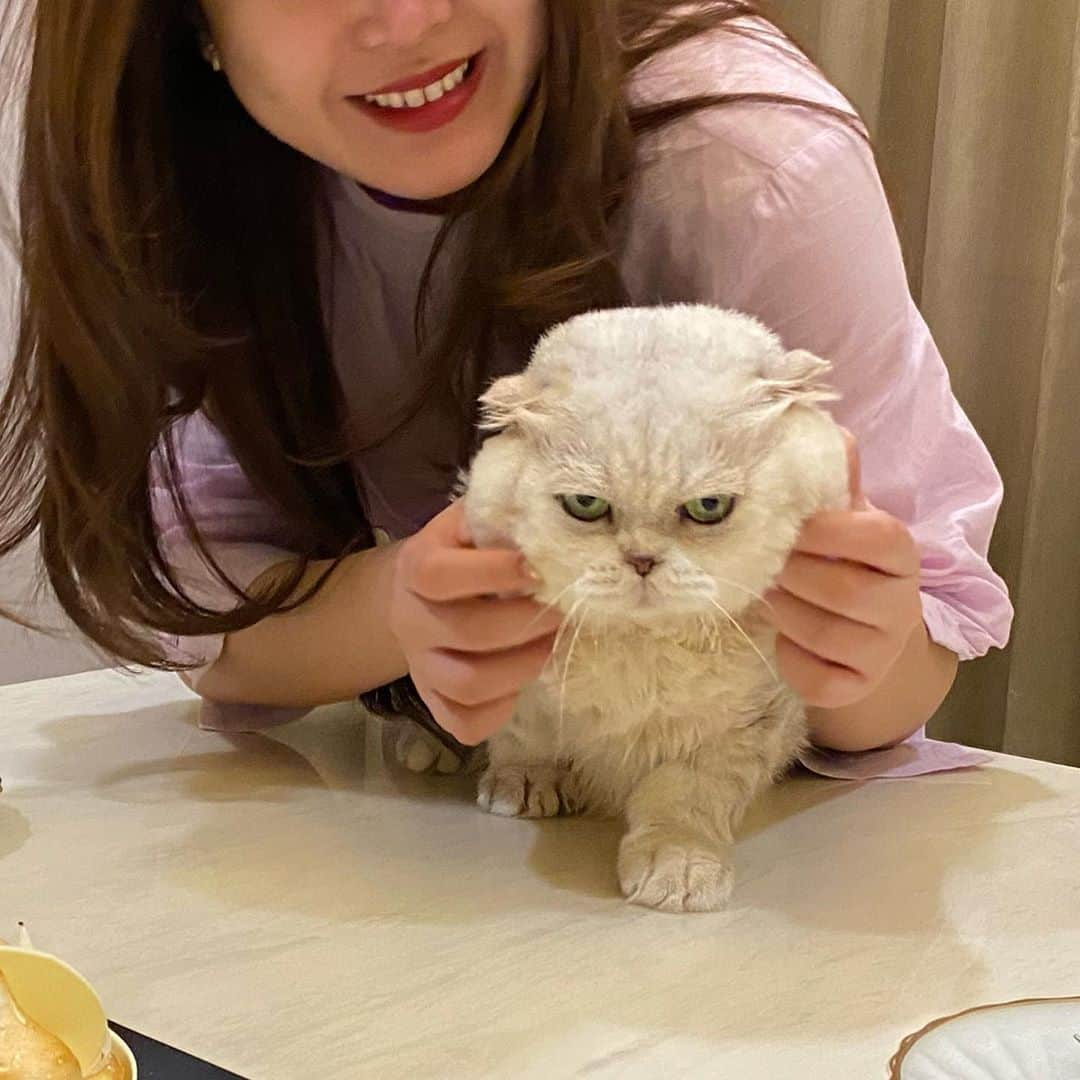 Haruさんのインスタグラム写真 - (HaruInstagram)「Don’t touch me! I warn you. 😡 #haruthecat #อยากแลกอ่อ #ฮารุศิษฐ์พี่เฉโป @chepocat」9月13日 20時38分 - haru_thecat