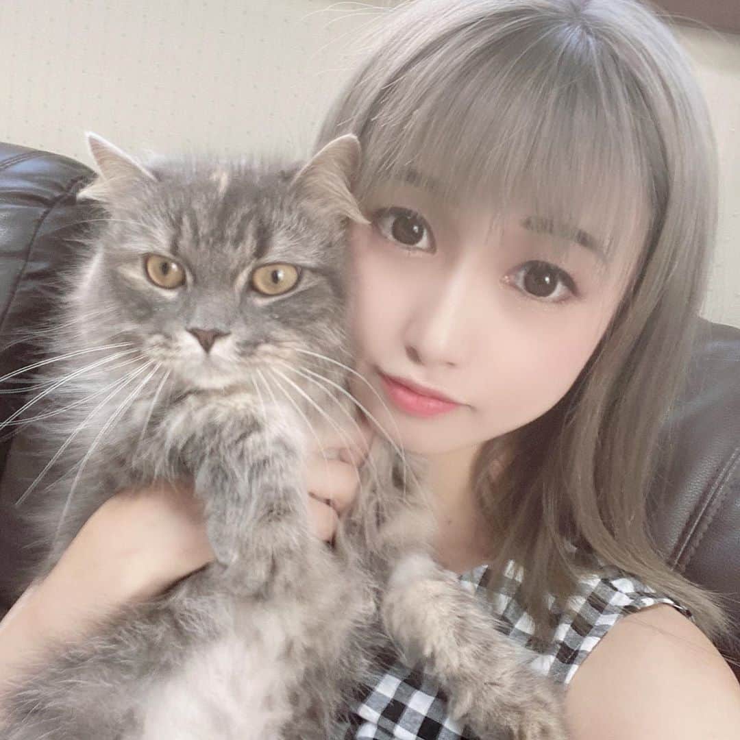 うららのインスタグラム：「今日は店休💤 猫は最強🐈  #猫 #猫のいる暮らし #ねこのいる生活 #ねこすたぐらむ #猫好きさんと繋がりたい #🐱  #キャバ嬢 #キャバ #キャバクラ #可愛い #かわいい」