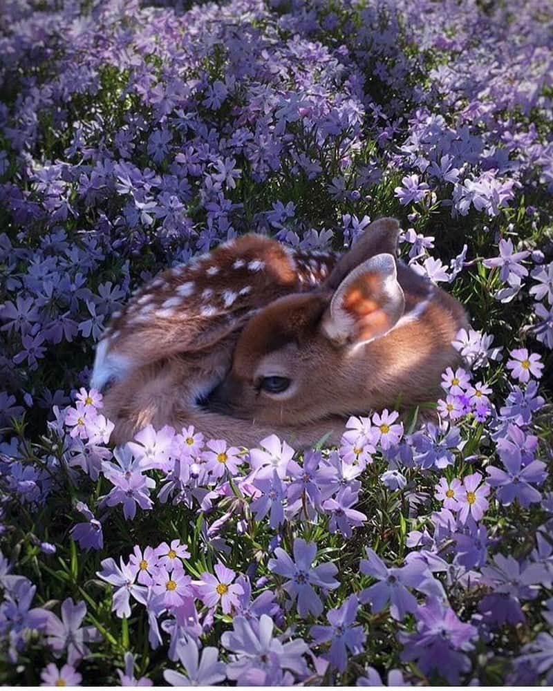 animals.coのインスタグラム：「Cute little fawn 💜 Photography by @fuzzyfawnwildlife」