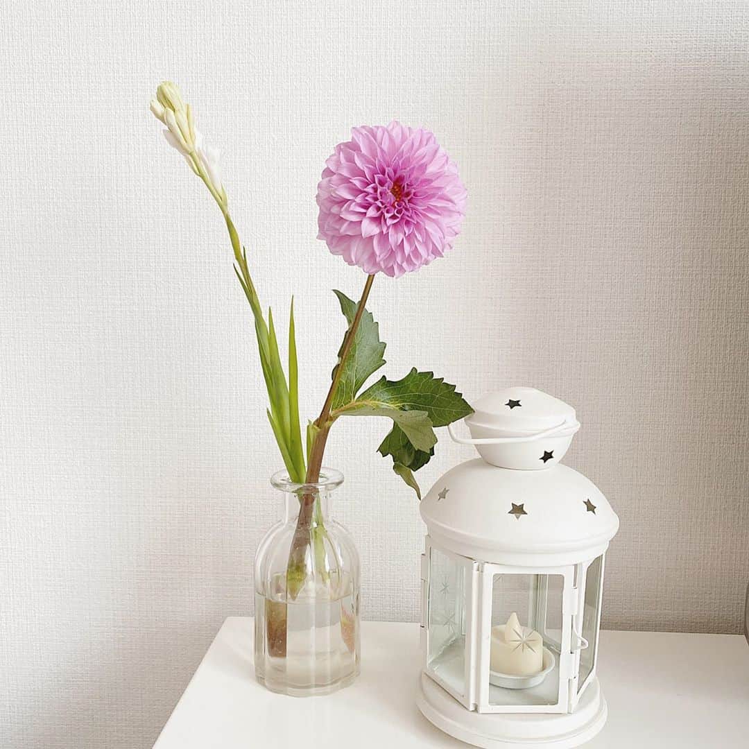 のインスタグラム：「存在感に一目惚れして、おうちにつれてかえりました☺️ ダリアの花言葉は、『華麗・優雅・感謝』💐 いつも応援ありがとうございます…✨✨ ・ ・ #お花のある暮らし」