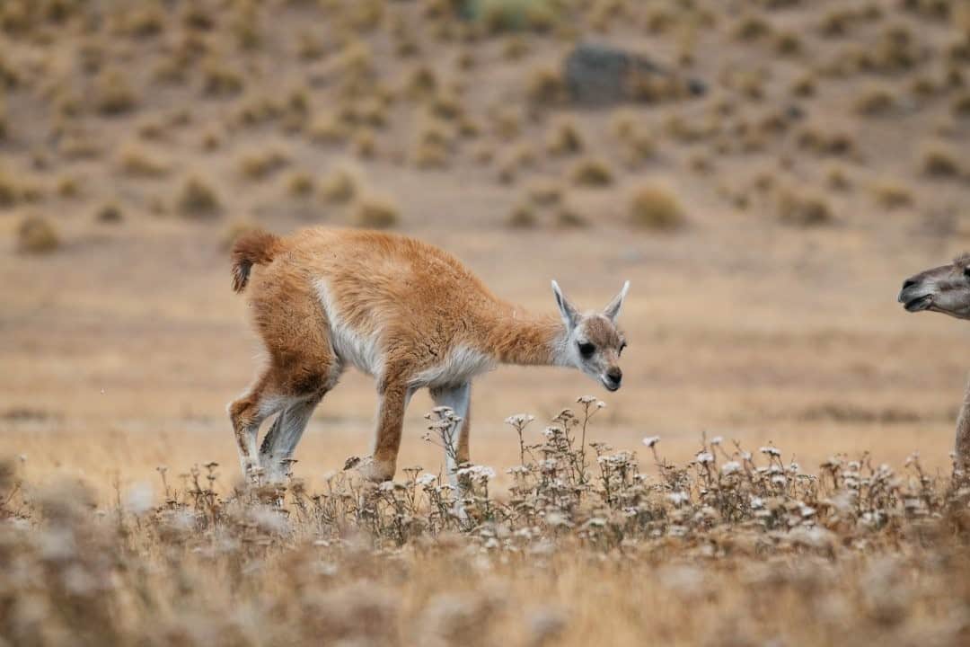 National Geographic Travelさんのインスタグラム写真 - (National Geographic TravelInstagram)「Photo by @kiliiiyuyan  A young guanaco stops to browse some flowers in the arid valley of @parquepatagonia. Since being reclaimed from cattle ranching, the guanacos in this region have greatly increased, and with them the population of pumas. Follow me @kiliiiyuyan for more on the relationship between people and the natural world. #patagonia #guanaco」9月13日 21時07分 - natgeotravel