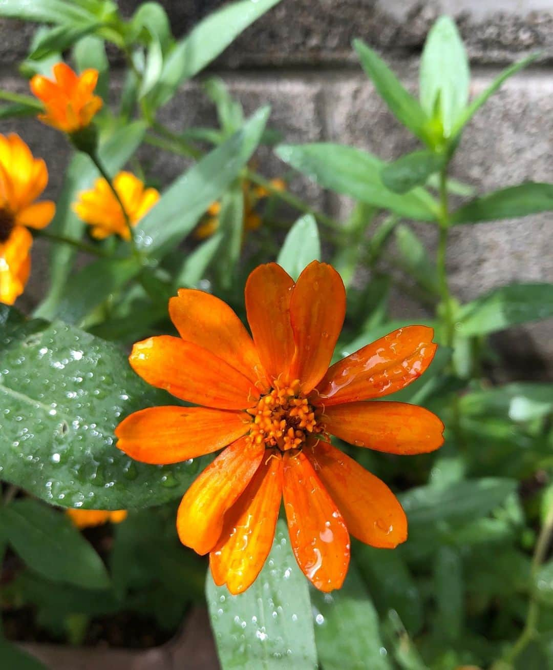 竹川美子さんのインスタグラム写真 - (竹川美子Instagram)「ジニアプロフュージョンの花☘️ #ジニアプロフュージョン #オレンジ色 #花壇 #雨に濡れて #百日草の一種 #一重咲き #初夏から晩秋まで咲く  #癒し」9月13日 21時01分 - takegawamiko