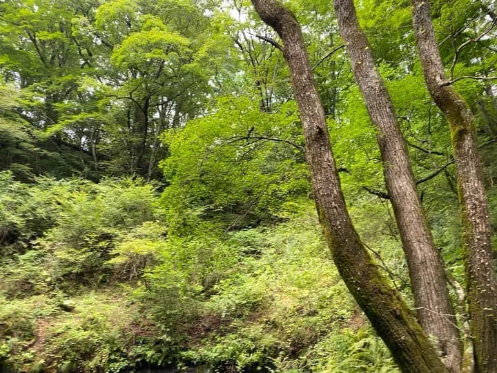 菅長愛子のインスタグラム：「🍃🌳🍃🌳🍃  音や音楽にはヒーリング効果があり、 特に自然の音には不安な心を落ち着かせてくれる働きがあります🍃🌊🕊  波の音・小鳥の鳴き声・川のせせらぎ・葉がこすれる音など自然が生み出す音を聞くと気持ちが穏やかになります🎧  ということで、滝の音をお届け🤲🍃💚  #2020september  #🍃 #夏の終わり #滝 #コロナウイルスが早く終息しますように  #ストレスフリー」