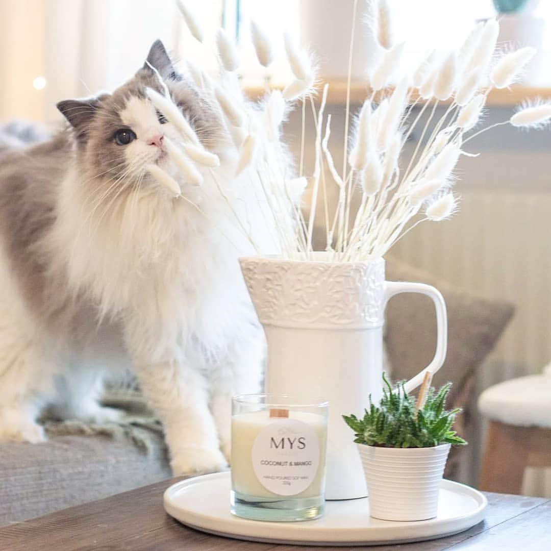 Princess Auroraのインスタグラム：「Typical Aurora always wanting to be the center of attention. Especially if I'm taking product photos.🕯  Aurora's human has started her own little swedish business called MYS Sweden @myssweden   MYS [MEE-s] a swedish term for coziness; comfort and relaxation.  MYS Sweden is focused on enhancing comfort and relaxation through scented soy wax candles and specialty bath soaks.   All products are made in Stockholm and are handblended for the soaks and handpoured for the candles.   Please support this journey by following on Instagram @myssweden 🕯❤ . . . #candle #candles #soywax #soywaxcandles #myssweden  #candlesofinstagram #mys #hygge #scandinaviandesign #candlelover #scentedcandle #homedecor #handmade #handpoured #catsofinstagram #aurorapurr #supportsmallbusinesses #aromatherapy #candlemaker #ljus #doftljus #fragrance #interiordesign #cosy #home #sojawax #vegansk #boho #inredning #stockholm」