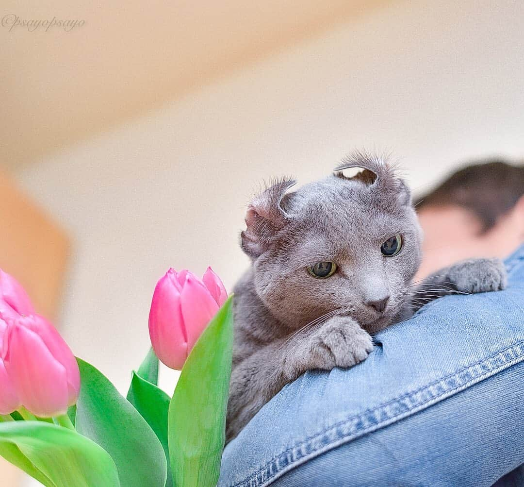 ❤?❤❤❤ Sayo ??❤?❤️❤️❤️のインスタグラム：「★ Happy Sunday 😽💕💖★. . I’m a Russian Blue 🙀not an American curl ever😽. . アタシはロシアンブルーだからね！アメリカンカールじゃ無いわよ🙀言っとくけど虐待なんかじゃないから🙀 どんだけ〜☝🏻☝🏻. って事で皆さま素敵な日曜日を✨✨. . .  😺  #weeklyfluff  #pets_perfection  #pets_of_our_world  #igersjp  #paw_smile_pictures #balousfriends #catstocker #nc_cuties #raw_pets #nekoclub #NECOくらぶ #jaw_dropping_shots #bestphoto_japan #IG_JAPAN  #みんなイヌみんなネコフォトコンテスト   #PETS_iLLife  #catsofinstagram #みんねこ #ロシアンブルー #ねこ #cat #ふわもこ部 #tokyocameraclub #iganimal_snaps  #猫とおうち時間  #ペコねこ部 #nyancon01  #lunamuseum #猫と夏の思い出  #ハートワン動物病院きゅんきゅんフォトコンテスト」