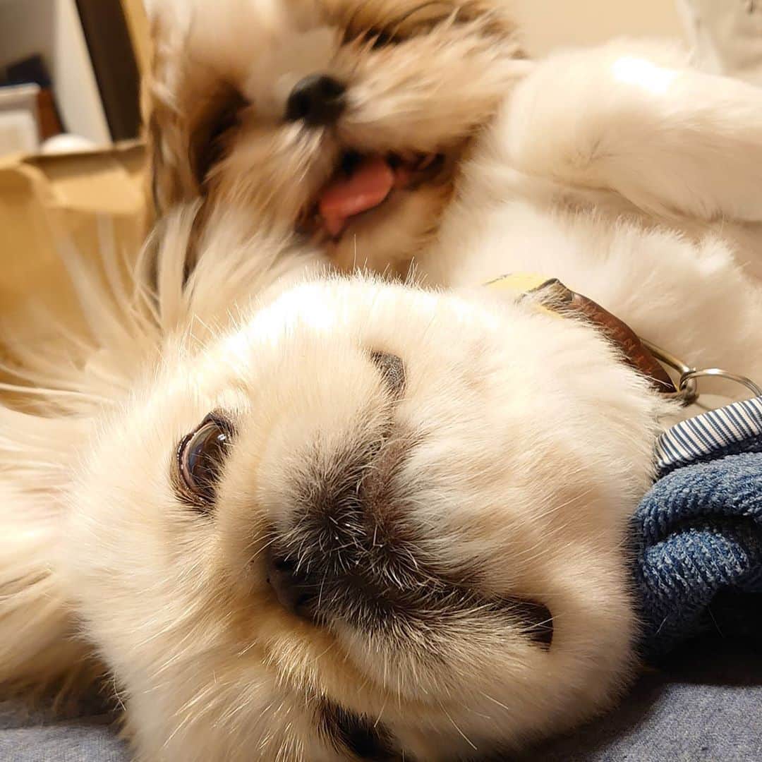 Kukkaのインスタグラム：「ふりむいたらやられる(*_*)」