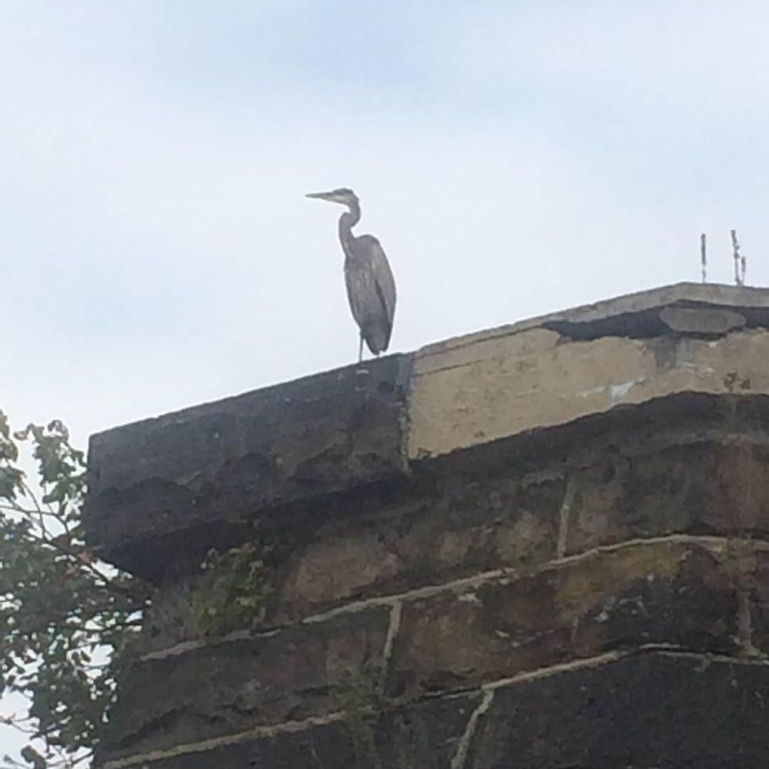 ラリー・ギリアード・Jrさんのインスタグラム写真 - (ラリー・ギリアード・JrInstagram)「Took a little trip to Columbia Pennsylvania to kayak on the Susquehanna River. Saw some nature. Saw some art. On the drive back I saw a sign for the, “Turkey Hill Experience”. As in the ICE CREAM!!! You can create your own flavor there. Ummm! GUESS WHO’S GOING?!!! Haha! #cityboyinnature #kayaking #pennsylvania #susquehanna #socialdistancing #2020」9月13日 21時21分 - thereallgjr