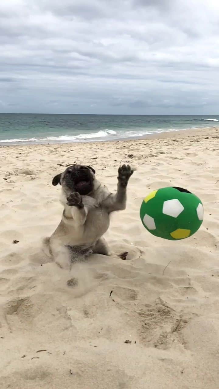 アラン・ディクソンのインスタグラム：「Woaah sick dog skillzz!!! Watch him keep the ball in the air!! 🐶 🤣 @sebastian.sherman.the.pug #dogsofinstagram #animals」