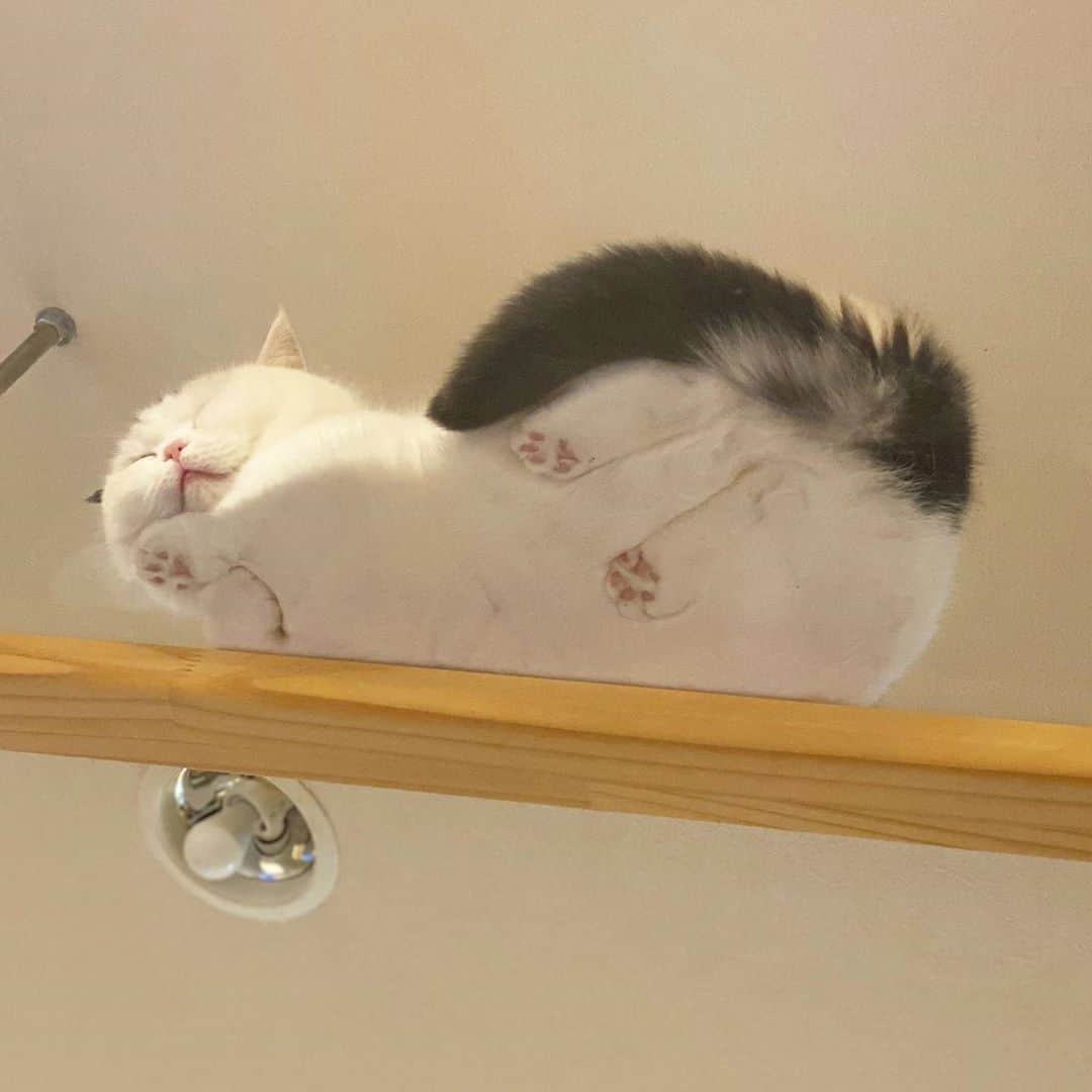 Chiyomame ちよまめのインスタグラム
