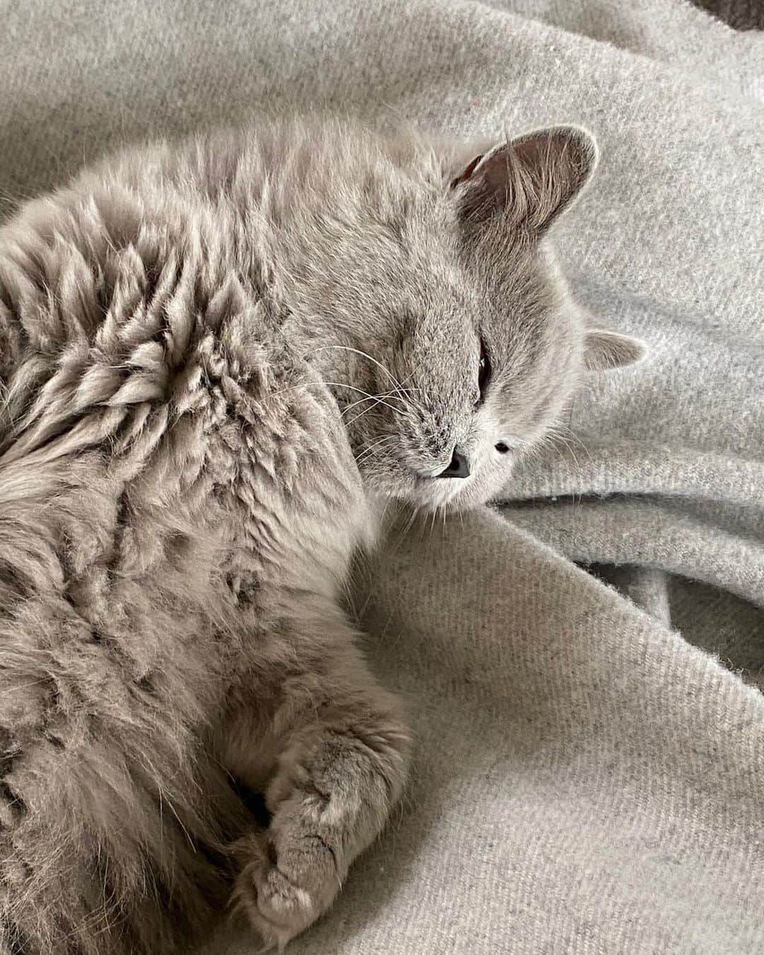 Mathilde Goehlerのインスタグラム：「What Sundays are for」