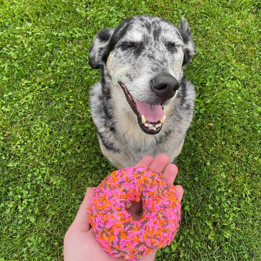 のインスタグラム：「#willgeorgehold a sprinkle donut? Swipe to see!」