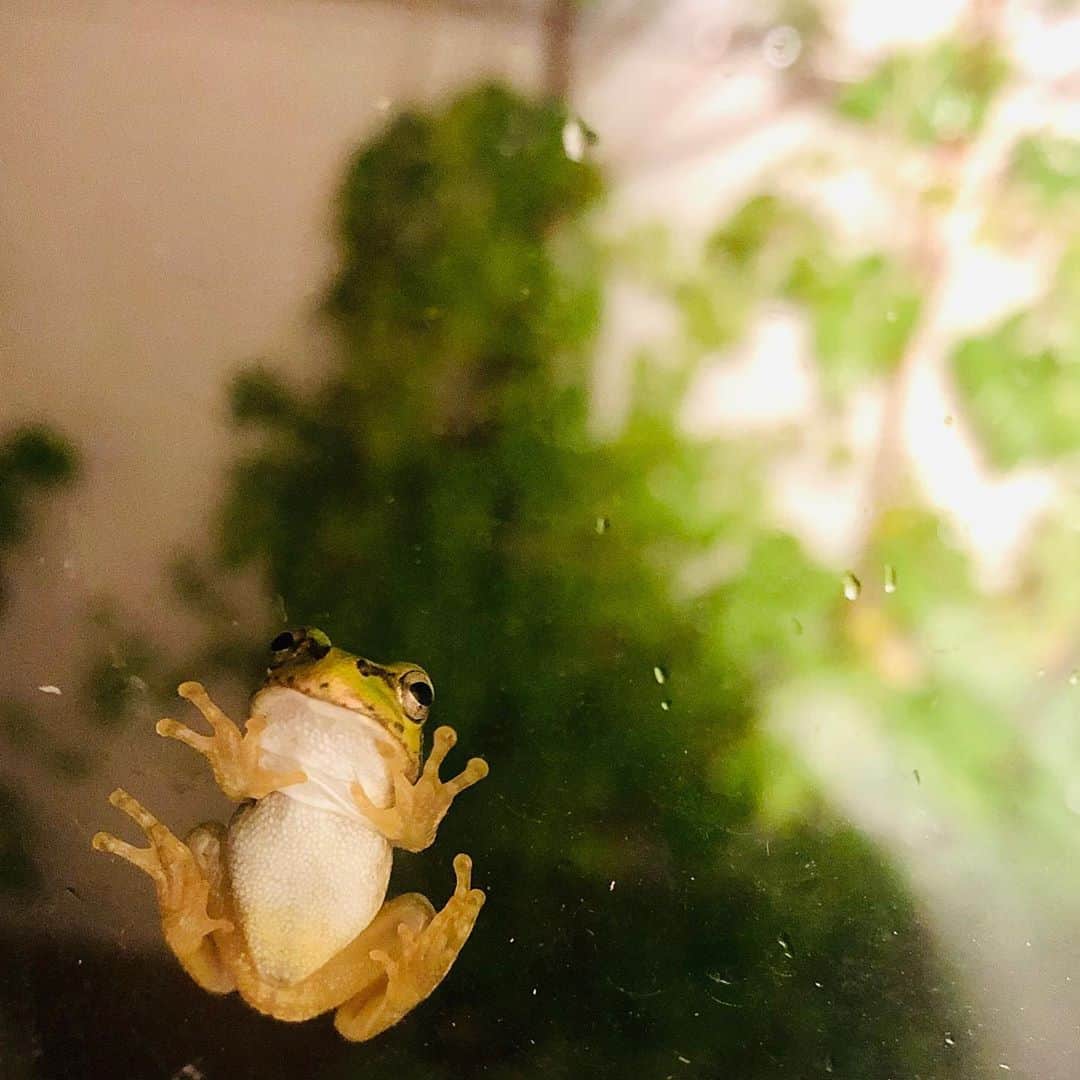雨月衣のインスタグラム：「アマガエル 窓ガラスにぺたん。 寒いから餌がなかなかこないね〜 #ケロヨン感 #アマガエル」