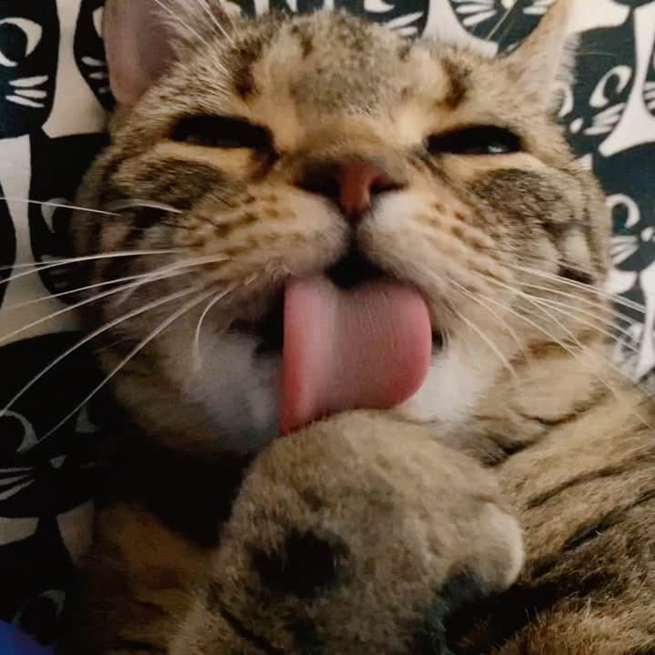 sancheloveのインスタグラム：「#おてて 美味しそうだね、つくねさん👅😹  途中ちょっと早送り⏩ #kitty#catstagram#catstagram_japan#petstagram#picneko#instacat#meow#catoftheday#catofworld#ilovemycat#funnycat#にゃんこ#みんねこ#にゃんだふるらいふ#ふわもこ部#PECOねこ部#ねこまみれ#ねこ休み展#americanshorthair#アメショ#アメリカンショートヘア#ねこのいる暮らし Tsukune」