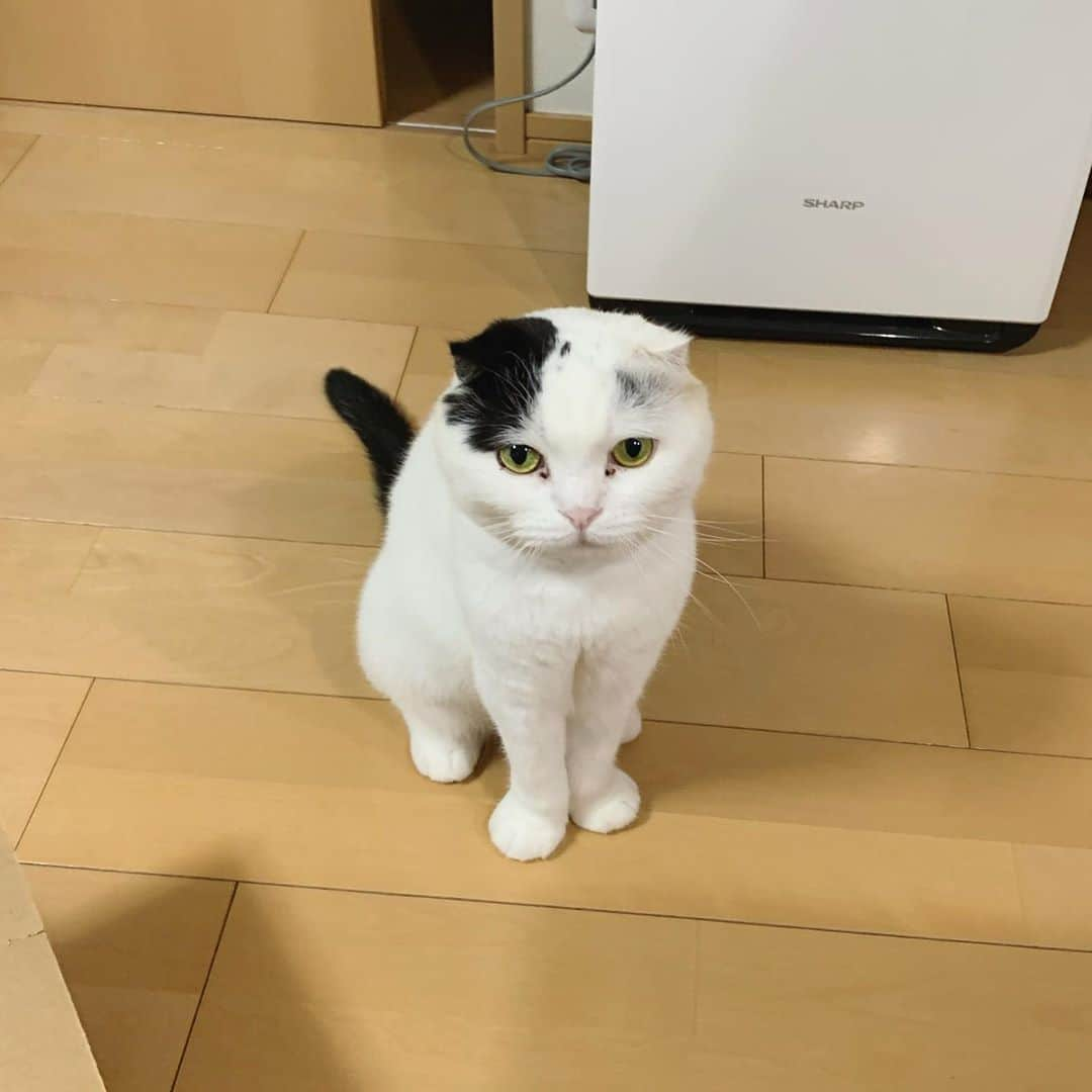 マロニーのインスタグラム：「あざとブラックダイヤモンド（目やに）マロさん💕 #マシュマロマロニー　#猫　#cat #scottishfold #スコティッシュフォールド　#ねこ　#ネコ　#スコティッシュフォールド　#マロニー　#ブラックダイヤモンド」