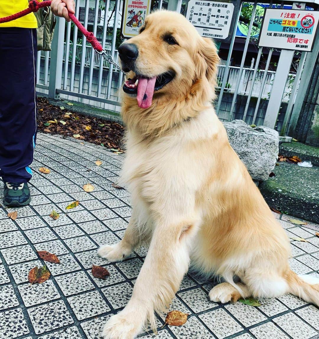 一三さんのインスタグラム写真 - (一三Instagram)「今日の可愛い子ちゃん，フラン♪( ´▽｀)  #今日の可愛い子ちゃん #cute #lovely #犬 #いぬすたぐらむ #イヌ #dog #ゴールデンレトリバー #GoldenRetriever  #散歩 #wark」9月13日 14時47分 - ichizou.co.jp