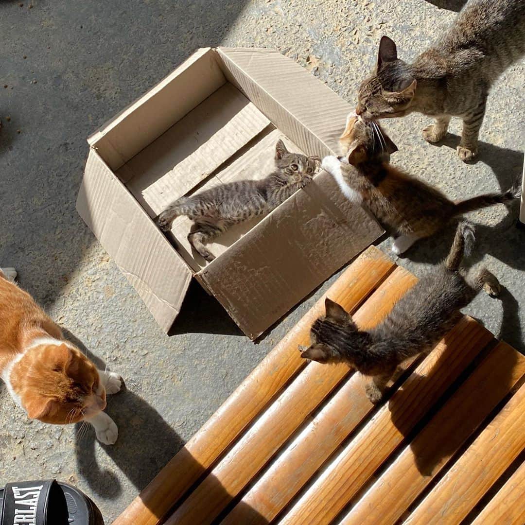 ウォン・ジナのインスタグラム：「보고싶어뜌🧡🧡🧡나리 단추 송이 콩이 시루🐈」