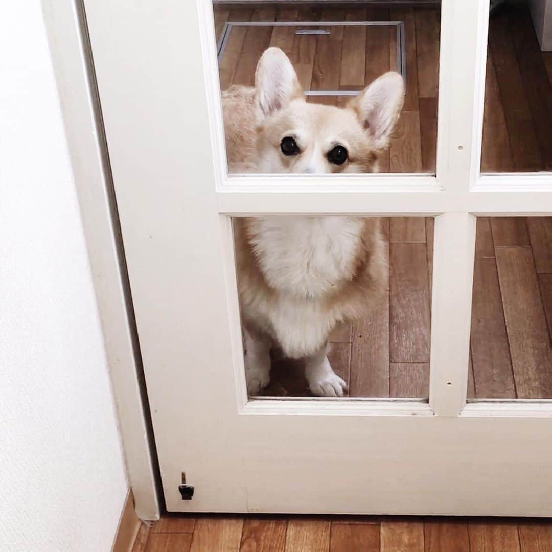maggydaisyのインスタグラム：「_  待っててねー (トイレに行くだけ)  こう言うの、きゅんと来るね。  iPadを解約しに行き、iPhoneの機種変もしようとしたら時間切れで今日はダメだって。 来週に出直し。  #maggydaisymore20200913 #corgi #コーギー #犬のいる暮らし #里親」