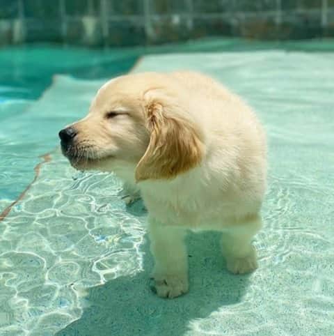 Melvita Officialのインスタグラム：「On a une envie de faire comme ce petit chien beaucoup trop mignon et de replonger dans cette douce ambiance estivale, le tout au bord d’une piscine ! 💧🐾  Et vous, quel est votre meilleur souvenir de l’été ?💦  #melvita #summer #vacances #piscine #détente #bringmebacksummer #chien #mignon #dog #cute」