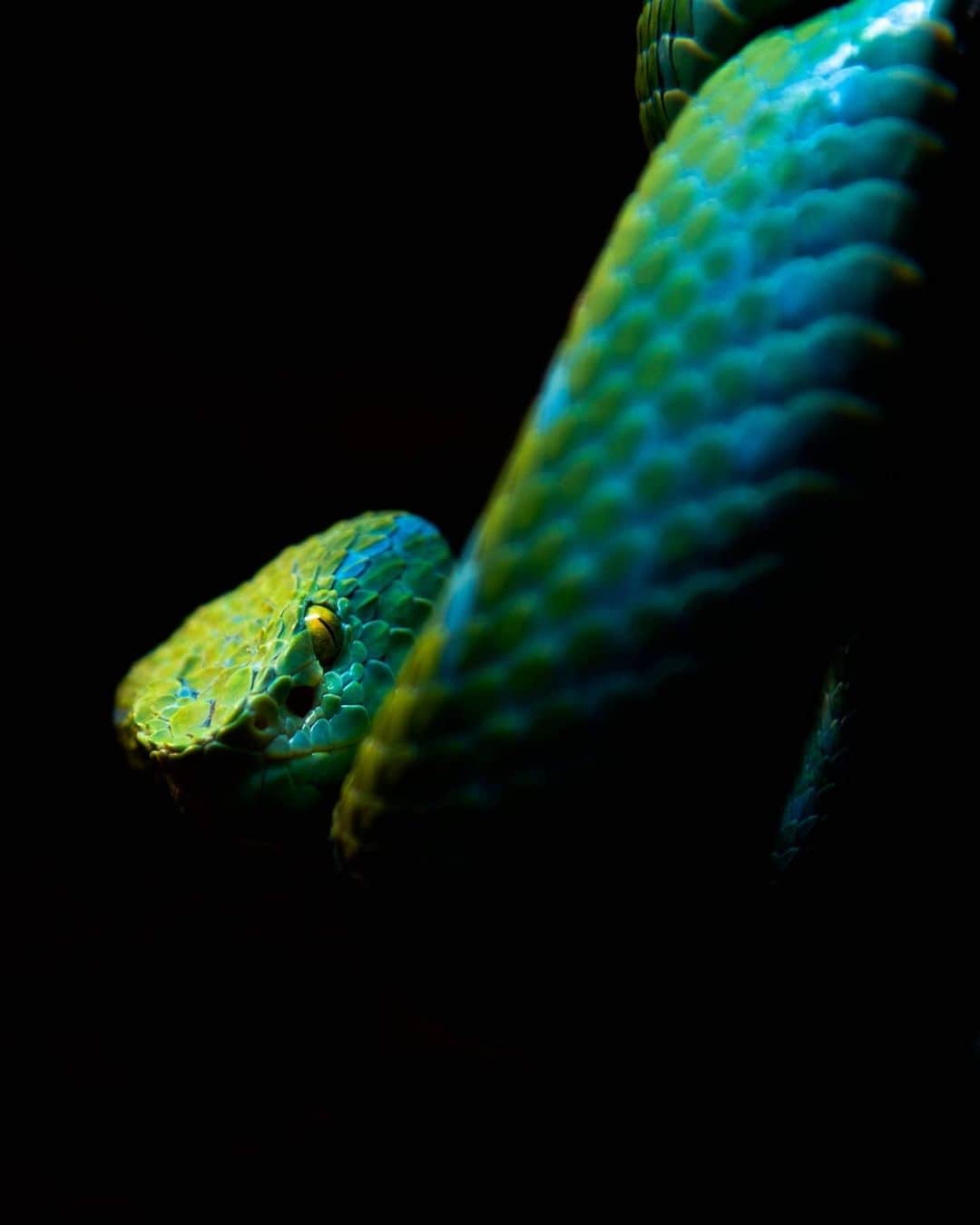 Canon Asiaのインスタグラム：「A fitting black backdrop to highlight the luminescent quality of the pit viper's scales. . Take another closer look and you will spot the petrifying, slit-shaped pupil staring right at you! . 📷 Image by hirous.babekian_1813 on My Canon Story using the Canon EOS 5D Mark III  EF24-105mm f/4L IS USM  f/4  ISO 200  1/15s  105mm . Want your photos to be featured too? Tag them with #canonasia or submit them on My Canon Story, link in bio! . #canonasia #photography #explore #snake #viper #eyes #scales #canon #wildlife #lens #inspiration #animals #nature #colours」