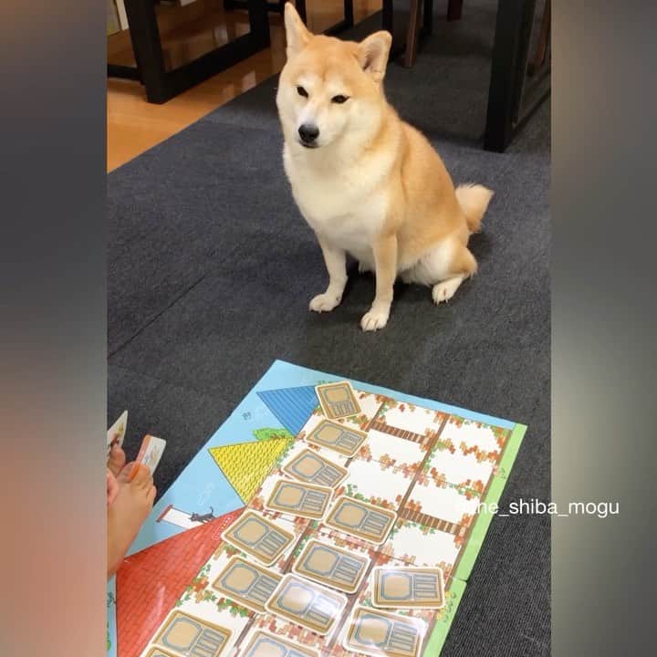 Moguのインスタグラム：「. 前回の続きなの。 # #精一杯の悪あがき #カードを踏みつけて立ち去る #おわり Mogu, if you play the game together, move over. . @the_shiba_mogu  #柴犬 #shibainu #shiba#赤柴 #redshiba#犬 #dog#しばいぬ#nannydog#犬と子供#子供と犬#柴犬と子供#柴#赤ちゃんと犬#犬と赤ちゃん#柴犬と赤ちゃん#赤ちゃんと柴犬#柴犬のいる暮らし#子守犬」