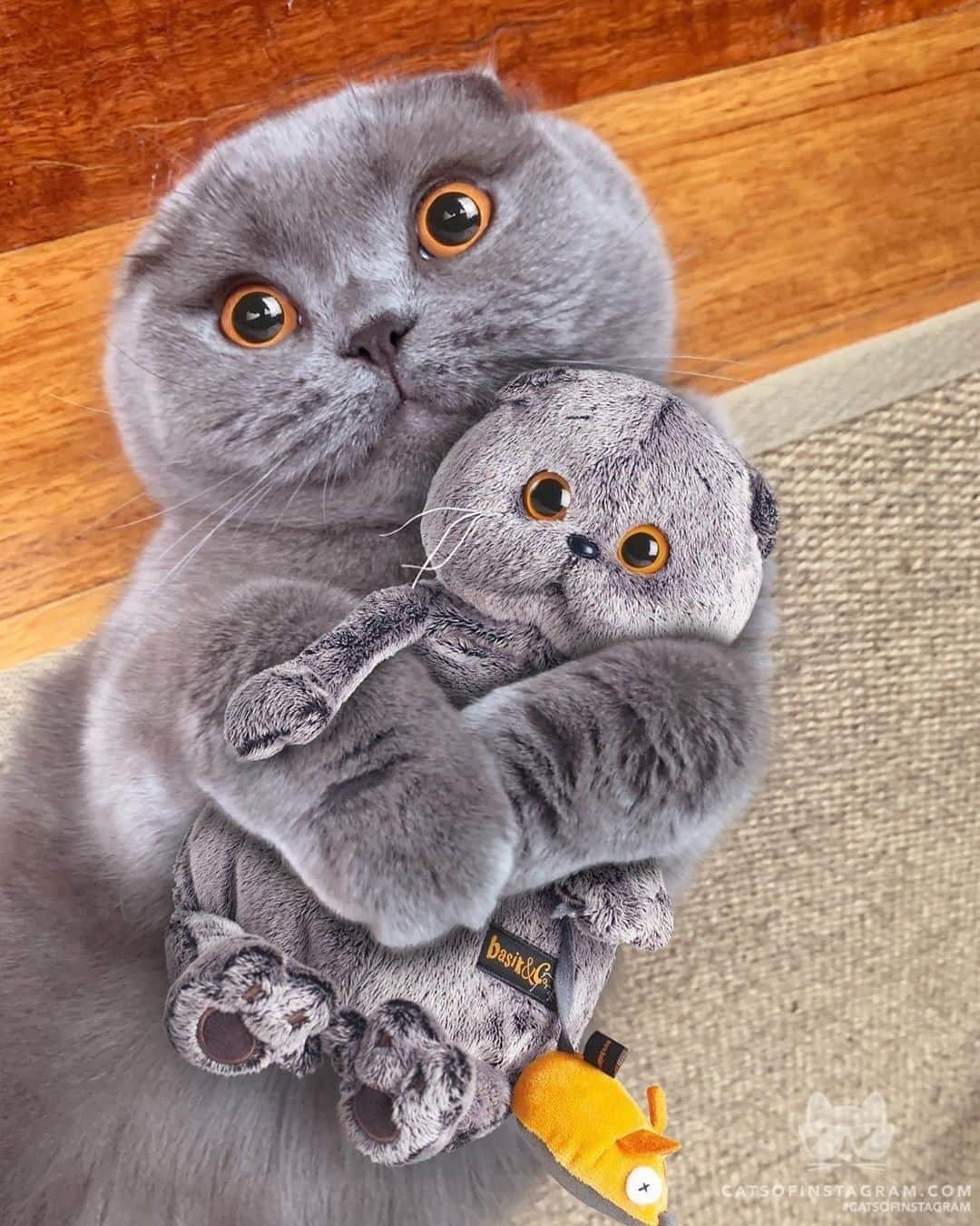 Cats of Instagramさんのインスタグラム写真 - (Cats of InstagramInstagram)「From @atlas_scottish_fold: “When you find your doppelgänger” #catsofinstagram」9月13日 22時10分 - cats_of_instagram