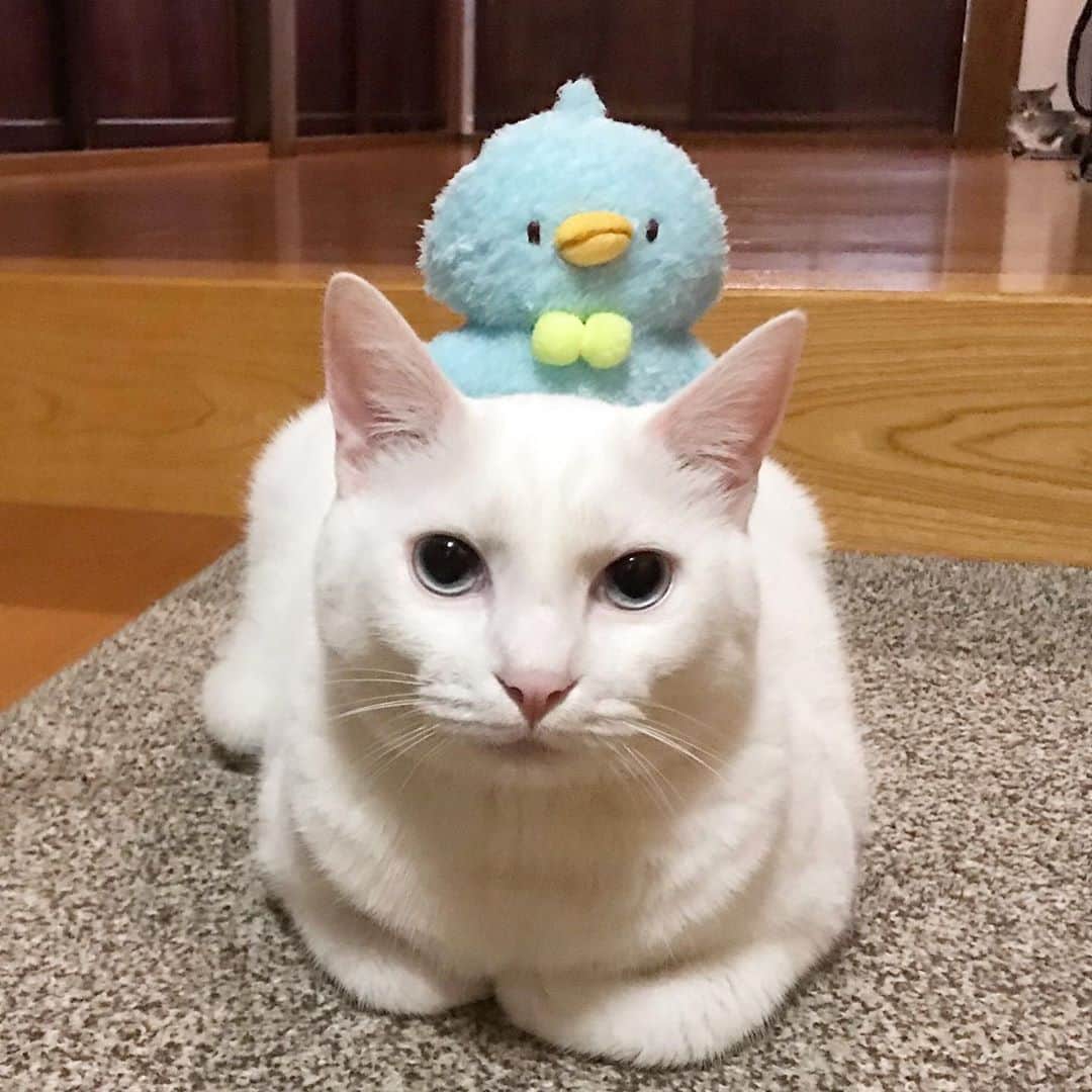 のインスタグラム：「*̣̩⋆̩* . いま職場で流行っている たっとん！🧸🐧🐱🐰 きなちゃんと仲良くしてました (それをじーっとみてるしお💚) . だいぶ涼しく過ごせるようになってきたので、 ソーシャルディスタンスに気をつけて 秋を楽しみたいっ！🌰🍠🍂✨ . . . #ねこ #catsofstagram #instacat #catstagram #catstagram_japan #ilovecats #peconねこ部 #ねこら部 #小さな猫が大きな癒しにニャる #東北ねこ部 #山形ねこ部 #ふわもこ部 #ペコねこ部 #にゃんすたぐらむ #にゃんだふるらいふ #にゃんとかめら #みんねこ #ねこがいる幸せ #ねこのいる生活 #猫と暮らす #ねことの暮らし #白猫 #サバ白」
