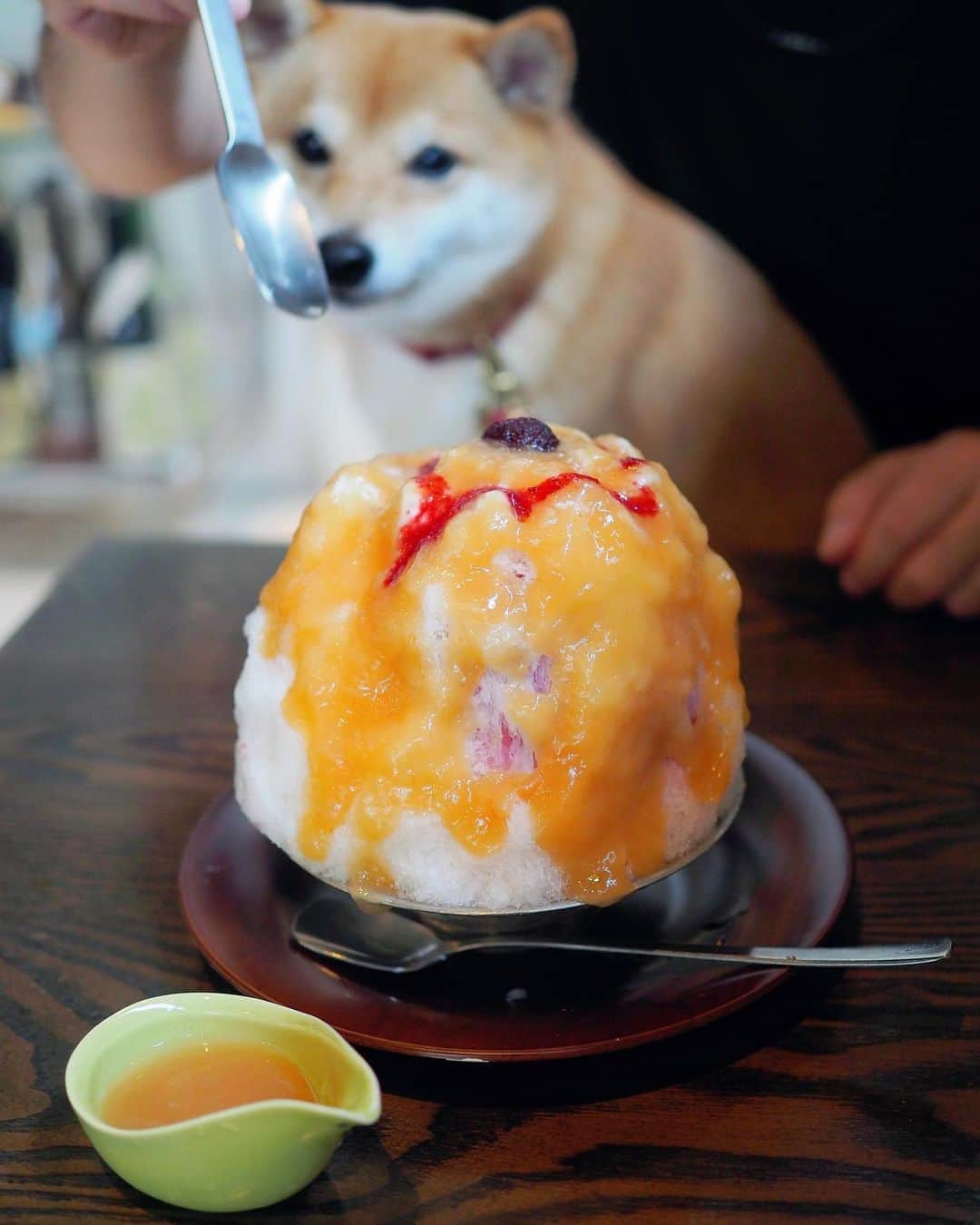 豆柴にこちゃんさんのインスタグラム写真 - (豆柴にこちゃんInstagram)「🐶 駒沢公園近くの、カフェへ🚗  桃のカキ氷🍑ウマー 追い桃シロップも最初から ついてきた！  中にアジアチックなフルーツも入ってたよ  定食、デザート、つまみ、酒、 いろんなものが充実してて 店員さんも優しくて、 近所にあったら毎日行きそう✨  写真載せ忘れたけど、 唐揚げがめちゃうまと聞いてたので 3個入りサイズを頼んだけど 1個の大きさが大きくて 3個で十分満足🐓  サクサクで塩加減がよくて 噂通りの美味でした！  定食はマグロの頬肉丼と 牛肉のネギ塩丼🍚 小鉢2つとお味噌汁がついて800円👍  男の人も好きそうなお店でした❣️  5枚目は店員さんを呼び止めるにこ。  7ー8枚目は不思議なおしぼり！ 水に入れて膨らますタイプ✨  このあと、駒沢公園へ🐕 つづく  #柴犬#豆柴#pecoいぬ部#犬#shibastagram#petstagram#犬#犬のいる暮らし#shibainu#dog#mameshiba#pecotv#いぬのきもち部#しばいぬ#しばけん#こいぬ#シバイヌ#狗#ペット#子犬#puppy#pet#시바견#강아지#개#instacute#barked#9gag#9gagpets」9月13日 18時23分 - nikochan.mame48