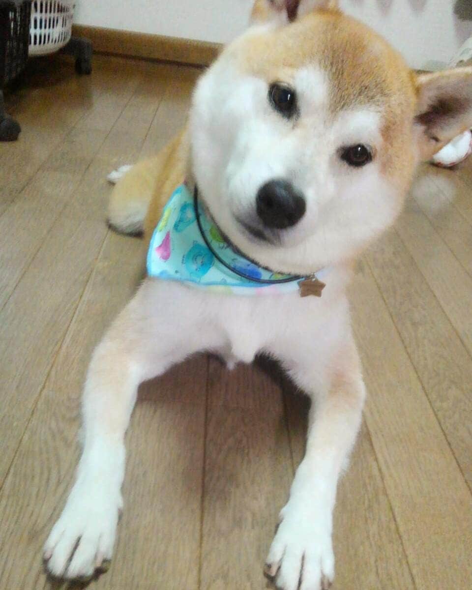 柴犬⭐️サスケのインスタグラム：「こんばんわん #茶助通信#トリミング#シャンプー#柴犬#赤柴#14キロ#わんだフォ #ふわもこ部 #犬ら部 #pecoいぬ部」