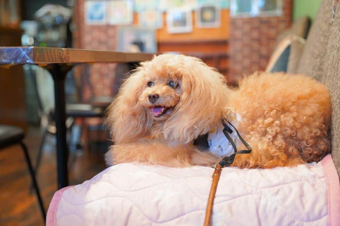 Toypoodle Mikuru?Asakusa Tokyoさんのインスタグラム写真 - (Toypoodle Mikuru?Asakusa TokyoInstagram)「20200913 Sunday. 📍 @cacom415 . レイちゃんと遅めのlunchしました💓 ご近所ですが、初めてのカフェでワンコOKです☺️ なんと言ってもお酒の種類の多さが抜群😆 お料理も美味しかったです💕 . こちら、SMAPファン聖地との事で現在ファンの方々が描いた作品が、9月29日まで展示されております🥰必見です‼️ . 今度はディナータイムに来たいなぁ💓 SMAPファンのみゆきん @laugh0903 いつでもお付き合いしますよ😆 . #浅草カフェ #ワンコ同伴 #smap」9月13日 19時03分 - purapura299