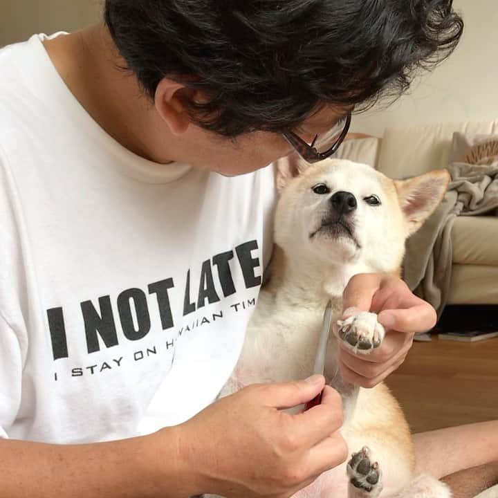 柴犬リリコのインスタグラム：「今日はネイル💅のお手入れだワン🐶✨でも途中で眠くなっちゃった😴 #スワイプしてね #爪切り #深爪するなよ #疑心暗鬼」