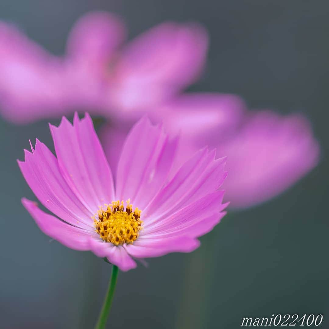 mani022400のインスタグラム：「. 13 Sep. 2020 . . こんばんはー🌸🌺🌹✨ 久々にカメラを持って外出 外に出ていなく運動不足なので 自転車で浜離宮まで  . . location:Tokyo camera:a7r3 lens:Sony135GM . . .  🌺🌺🌺🌷🌷🌷🌹🌹🌹🌸🌸🌸 ご訪問ありがとうございます🙇 . お花以外の写真は サブアカウントにポストしています。 良かったら、覗いてください🙇🙇 ⬇️⬇️⬇️ @mani0224000   . 🌺🌺🌺🌷🌷🌷🌹🌹🌹🌸🌸🌸 . . . . . 🔷🔷🔷🔷🔷🔷🔷🔷🔷 thanks_dear_yui  discoverwithalpha ﻿ japan_ilc﻿  a7rm3 ﻿ sel135f18gm  sel55f18z  #カメラ好きな人と繋がりたい  #flower  #花 #flowers   #写真好きな人と繋がりたい love_bestjapan  serahana #ファインダー越しの私の世界    #花のある暮らし  #bns_lite #eclecticshow #explore_floral . #9vaga9  9Vaga_Rose9  9vaga_3flowers9  #floristsandflowers #ip_for_blossoms_vip  #fabulous_shots ig_flowers #ponyfony_flowers #meiko_flora_member meiko_roses  #myheartinshots #la_flowers #rainbow_petals #top_favourite_flowers  #quintaflower #inspiring_shot #phx_flowers dreaming_in_macro #j_flower_shots flower_special_legend　nature_special_legend  #ind_flowers #tv_flowers　　 #best_mmf_vipday  #best_beauty_flora_  9vaga_flowersart9 #ptk_flowers #fleur_noblesse_m  .」