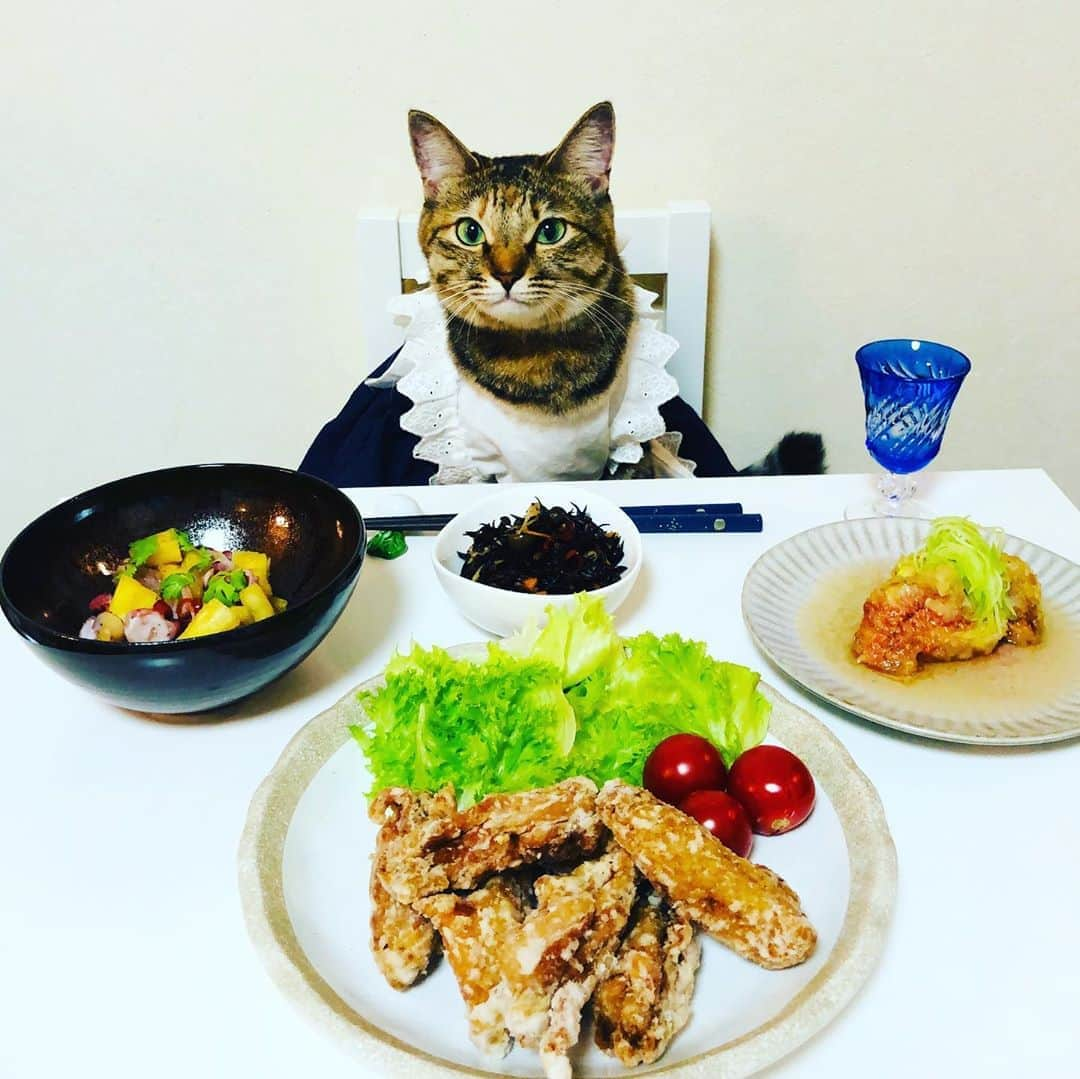 マロさんのインスタグラム写真 - (マロInstagram)「✨ﾘﾘｨ初見学/ Lily's first visit✨ 【Today's menu】 ・手羽中のからあげ @ayatori_oishi  (Fried chicken wings) ・いちじくの揚げだし (Deep-fried figs) ・パイナップルとタコのセビーチｪ (Pineapple and octopus ceviche) ・ひじきのペペロンチーノ (Hijiki Peperoncino) ✴︎ リリィが少しずつ慣れてきているので、今回初めて撮影現場を見学させてみました！ 興味津々に見ていて、マロの撮影後に自ら来てくれたので、写真を撮る事が出来ました🤳 まだ、みんなと同じように撮る事は無理ですが、興味を持ってくれた事が嬉しかったです❣️ ✴︎ Lily is getting used to it little by little, so this time she visited the shooting site for the first time!  She was curiously watching and came by herself after shooting Maro, so I was able to take a picture 🤳  It's still impossible to shoot like everyone else, but I'm glad that she was interested ❣️ ✴︎ いつもコメントありがとうございます😸🙏💕 返信出来なくてすみません🙇‍♀️ 全て拝見しています🐾 ✴︎ Thank you for your kind comments😸🙏💕 I'm sorry that I couldn't reply. ✴︎ #cat#cats#catsofinstagram#😻 #food#chef#ねこ#猫#ねこ部 #料理#綾鶏#綾鶏からあげ  #猫のいる暮らし#斉藤和義 #カーリングシトーンズ」9月13日 19時26分 - rinne172