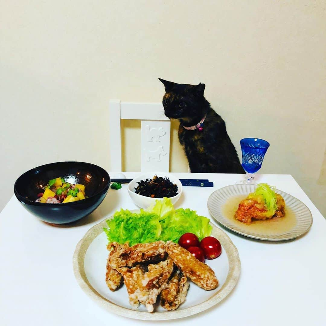 マロさんのインスタグラム写真 - (マロInstagram)「✨ﾘﾘｨ初見学/ Lily's first visit✨ 【Today's menu】 ・手羽中のからあげ @ayatori_oishi  (Fried chicken wings) ・いちじくの揚げだし (Deep-fried figs) ・パイナップルとタコのセビーチｪ (Pineapple and octopus ceviche) ・ひじきのペペロンチーノ (Hijiki Peperoncino) ✴︎ リリィが少しずつ慣れてきているので、今回初めて撮影現場を見学させてみました！ 興味津々に見ていて、マロの撮影後に自ら来てくれたので、写真を撮る事が出来ました🤳 まだ、みんなと同じように撮る事は無理ですが、興味を持ってくれた事が嬉しかったです❣️ ✴︎ Lily is getting used to it little by little, so this time she visited the shooting site for the first time!  She was curiously watching and came by herself after shooting Maro, so I was able to take a picture 🤳  It's still impossible to shoot like everyone else, but I'm glad that she was interested ❣️ ✴︎ いつもコメントありがとうございます😸🙏💕 返信出来なくてすみません🙇‍♀️ 全て拝見しています🐾 ✴︎ Thank you for your kind comments😸🙏💕 I'm sorry that I couldn't reply. ✴︎ #cat#cats#catsofinstagram#😻 #food#chef#ねこ#猫#ねこ部 #料理#綾鶏#綾鶏からあげ  #猫のいる暮らし#斉藤和義 #カーリングシトーンズ」9月13日 19時26分 - rinne172