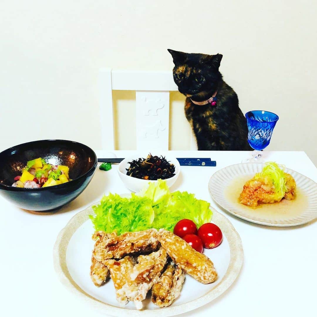 マロさんのインスタグラム写真 - (マロInstagram)「✨ﾘﾘｨ初見学/ Lily's first visit✨ 【Today's menu】 ・手羽中のからあげ @ayatori_oishi  (Fried chicken wings) ・いちじくの揚げだし (Deep-fried figs) ・パイナップルとタコのセビーチｪ (Pineapple and octopus ceviche) ・ひじきのペペロンチーノ (Hijiki Peperoncino) ✴︎ リリィが少しずつ慣れてきているので、今回初めて撮影現場を見学させてみました！ 興味津々に見ていて、マロの撮影後に自ら来てくれたので、写真を撮る事が出来ました🤳 まだ、みんなと同じように撮る事は無理ですが、興味を持ってくれた事が嬉しかったです❣️ ✴︎ Lily is getting used to it little by little, so this time she visited the shooting site for the first time!  She was curiously watching and came by herself after shooting Maro, so I was able to take a picture 🤳  It's still impossible to shoot like everyone else, but I'm glad that she was interested ❣️ ✴︎ いつもコメントありがとうございます😸🙏💕 返信出来なくてすみません🙇‍♀️ 全て拝見しています🐾 ✴︎ Thank you for your kind comments😸🙏💕 I'm sorry that I couldn't reply. ✴︎ #cat#cats#catsofinstagram#😻 #food#chef#ねこ#猫#ねこ部 #料理#綾鶏#綾鶏からあげ  #猫のいる暮らし#斉藤和義 #カーリングシトーンズ」9月13日 19時26分 - rinne172