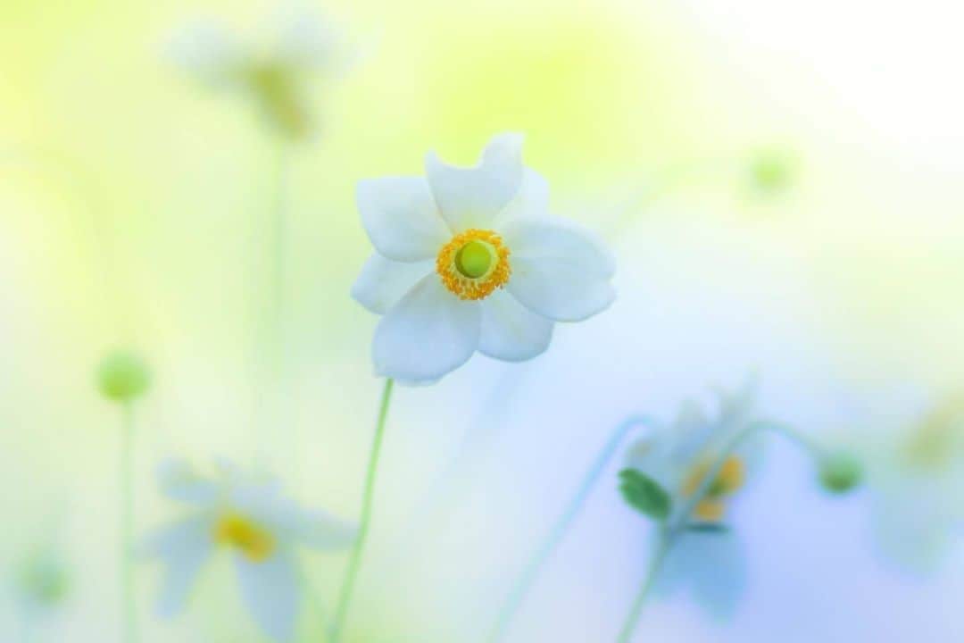 花の写真館のインスタグラム：「Photo by @momiji.michi.⠀ https://instagram.com/momiji.michi/⠀ .⠀ Original Post[投稿いただいたURL]⠀ https://www.instagram.com/p/CEtuJGCAyfo/⠀ .⠀ 本アカウントは、 #私の花の写真 をつけてInstagramに投稿された皆さまの花の写真や、「花の写真館」Facebookページで投稿された花の写真を紹介します。⠀ 「花の写真館」Facebookページは、「 @floral.photograph 」のプロフィールにあるURLからご覧ください。⠀ .⠀ ※各自、政府、自治体など公的機関の指示に従った行動をお願いします。⠀⠀ 東京カメラ部および分室では、写真を「見る楽しみ」を提供することを通して、微力ながら皆様にわずかな時間でも癒しをお届けしたいと思っております。⠀ ※本アカウントは東京カメラ部がFacebook、Instagramのサービスを利用して運営しているもので、Facebook社・Instagramとは一切関係ありません。⠀ .⠀ #花の写真館 #floralphotograph #floralphoto #flower #flowers⠀ Follow: @floral.photograph」