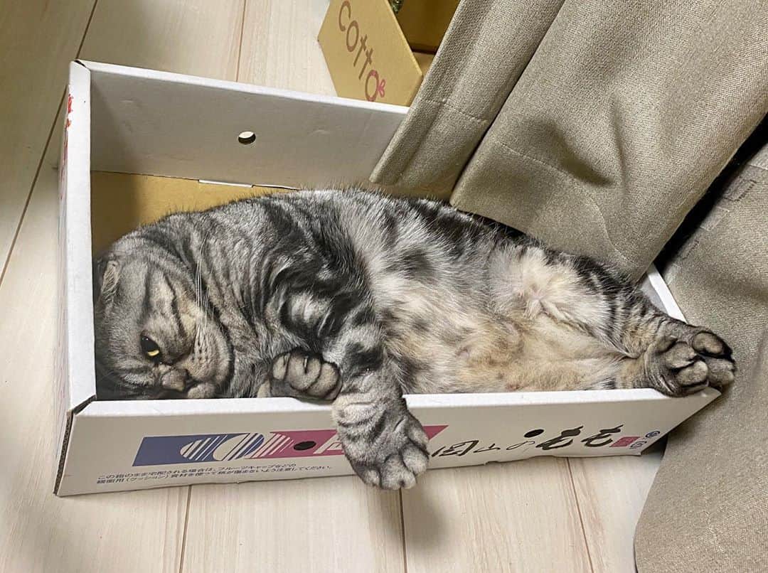 Shishi-maruのインスタグラム：「🐱Good night:) 🐱グンナイ ーーーーーーーーーーーーー 🌺「渋ネコ ししまるさん」ねこのきもちWEB MAGAZINE にて毎週金曜日エッセイの連載中 ーーーーーーーーーーー 📕「ぷっちねこ。」「3匹のちいさな猫を召喚できたなら」「ちいさな猫を召喚できたなら」徳間書店より単行本発売中 ーーーーーーーーーーー ⭐︎ねこ漫画→@tacos_cat 🌺Twitter →@taco_emonemon ーーーーーーーーーーー」