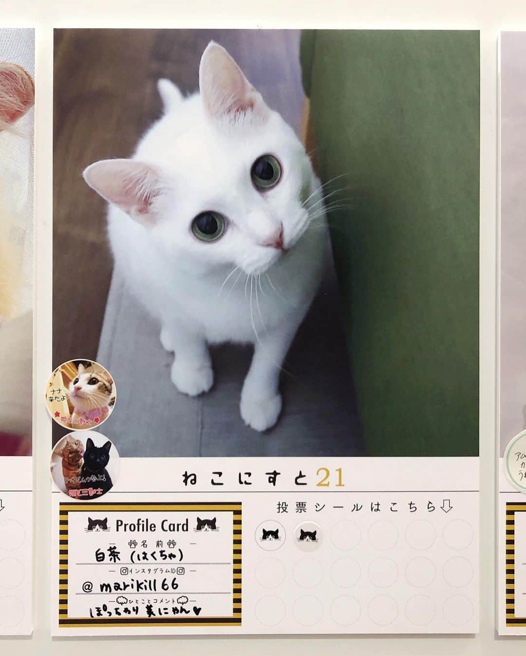 marikill66さんのインスタグラム写真 - (marikill66Instagram)「✼ 久々 ねこにすと🐱 白茶のパネルを展示していただきました✨ * 最近はパネルに装飾するのが流行ってる？ようで 私は何もしなかったけど😹 どなたさんかシールを貼ってくださった方 ありがとうございます😊 * #ねこにすと21 #ねこにすと21なんばマルイ #ねこにすと21大阪なんば * * おめでとう🎉 #のんたんhappy12thbirthday2020 一緒に参加できて嬉しかったにゃ😽 * * #catsofinstagram #instacat_meows #IGersJP #rakutenpet #nyancon01 #mmts_nekotomo #petokotolife #無敵の親バカ同盟 #関西ねこ部 #ふわもこ部 #ペコねこ部 #peppyフォト部 #スタペグラム #ねこのきもち #サンデイ #sippoストーリー #ペトラフ #今日のうちの子 #我が家のキャティーマン * #fukukohakushinchacongrats #fukukohakushinchaphoto #fukuhakucha #marikill66_0913」9月13日 20時14分 - marikill66