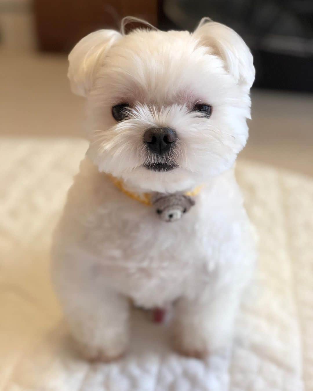 マルチーズ兄妹♡おかゆとおもちのインスタグラム：「...🐶✨..・.🙈 . . おかゆっち、まだ片脚でケンケン状態だけど、元気です‼️ . この写真、もっちのお尻を追いかけた後に撮ったので、赤チンくん、こんにちは〜🙈ご覧のとおり元気です‼️😆 . ポートレート撮影で、ちょっとボケてて良かった〜〜😅 . . そして...、おかゆっちほど心配はいただいてないと思いますが(笑)、私の右手首の骨折は、昨日レントゲンを撮ってもらったら、くっついてました〜🙌 3週間でくっついたなんて、意外と若いでしょ👍✨✨ でも、腱鞘炎を起こしてるので、おかゆっちとどっちが早く治るかな❓ . . 今、病気やケガをされてる🐶ちゃんや飼い主さんも、早く治りますように...🙏 . . .  . . #maltese #malteseofinstagram #happydog #dogsmile #doglove #doglover #dogstagram #instadog #lovedogs #ilovemydog #cutedog #dogoftheday  #말티즈  . #okayusan #マルチーズ #犬バカ部 #白い犬 #わんこ #犬のいる暮らし  #エブリドッグ  #みんなのわんこ #わんこと暮らす幸せ  #マルチーズ好き #peppyフォト部 #奈良犬  #west_dog_japan #ふわもこ部  #鼻ぺちゃ #ちらりずむ #チラ見え」
