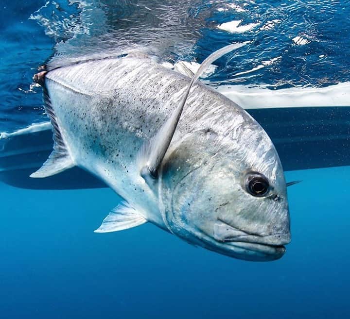 Costa Sunglassesのインスタグラム：「Geet gone. 📷 : @almcglashan #SeeWhatsOutThere #BornOnTheWater」