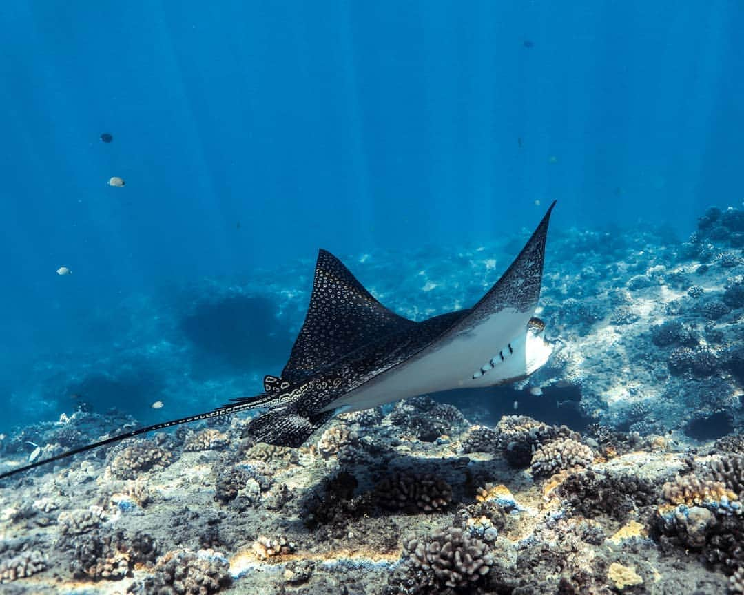 And Youさんのインスタグラム写真 - (And YouInstagram)「Check out this Eagle Ray!😍 ​. ​. ​. ​. ​. ​. ​. ​. ​. ​. ​. ​. ​. ​#hawaii #oahulife #sealife #honolulu #oceanlife #underwater」9月14日 6時48分 - dolphinsandyou