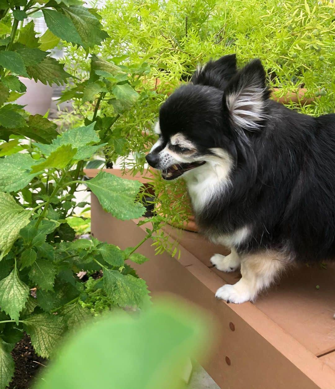 小野真弓さんのインスタグラム写真 - (小野真弓Instagram)「おはようございます^ ^ しっとり涼しい朝です🍃🎐 寝ぼけまなこで、それぞれの朝活🐶🐶🙋‍♀️✨🌴 今日もみんな元気で何より^ ^ さて、お散歩いこっかね( ^ω^ ) ゆっくり出掛けても涼しくて嬉しい😊🍁 #チワワ#ハナちゃん#紫蘇好き犬 #チワマル#ハルくん#甘えん坊犬 #いぬすたぐらむ #いぬばか部 #chihuahua #maltese #mixdog#doglover #dogstagram #家庭菜園#今朝の収穫#ししとう#ナス#田舎暮らし#千葉暮らし#犬のいる暮らし#朝の景色 今日も今日とて🌸 良い一日にしましょう*\(^o^)/*」9月14日 7時02分 - hanaharuaroi