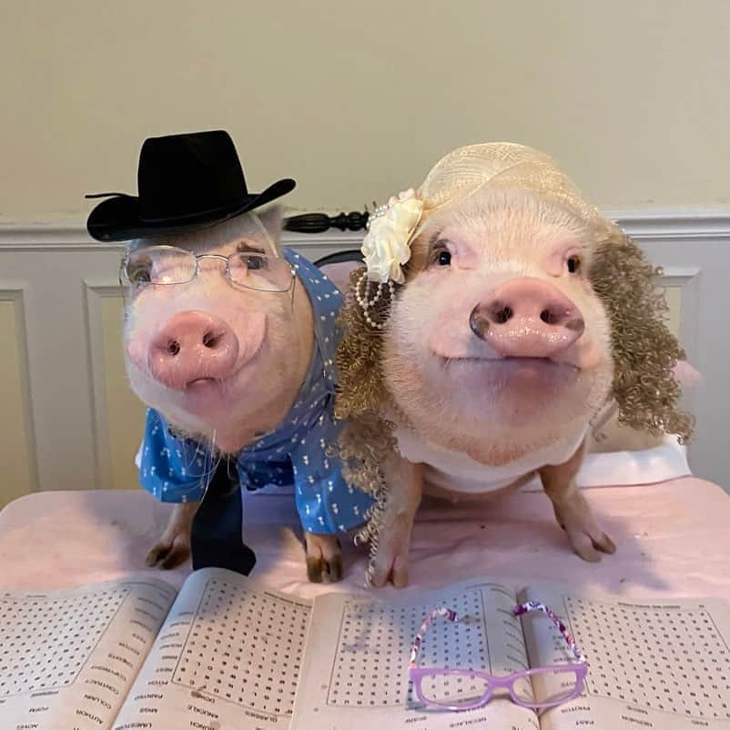 Priscilla and Poppletonさんのインスタグラム写真 - (Priscilla and PoppletonInstagram)「Happy #GrandparentsDay from Grandma Prissy and Grandpa Pop! Pop said we are pretty much the grandparents to all the piglets on the farm, so he thinks we should be celebrated today. Celebrations around here usually involve snacks, so I said count me in. I just had to disguise myself a little, because I look way too young to be a grandma! Happy Grandparent’s Day to our grandparents and all the grandparents out there of both two and four legged grand-kids. We love you!🐷💕👵🏻🧓🏻#grandmaprissy #grandpapop #grandparents #PrissyandPop」9月13日 22時21分 - prissy_pig