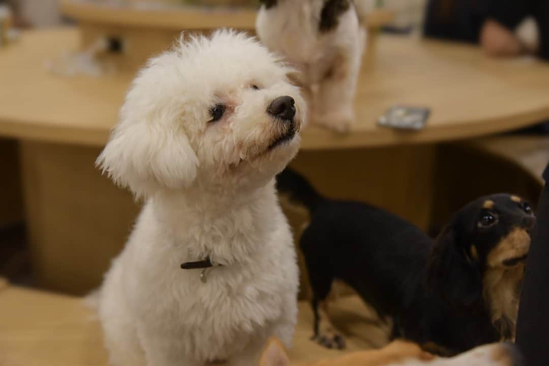 ももかわのインスタグラム：「#犬カフェ #dogcafe」