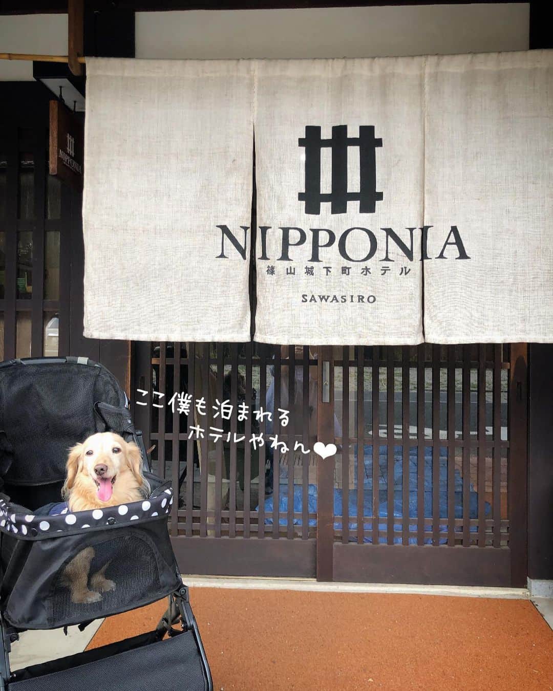 チズのグルメインスタ