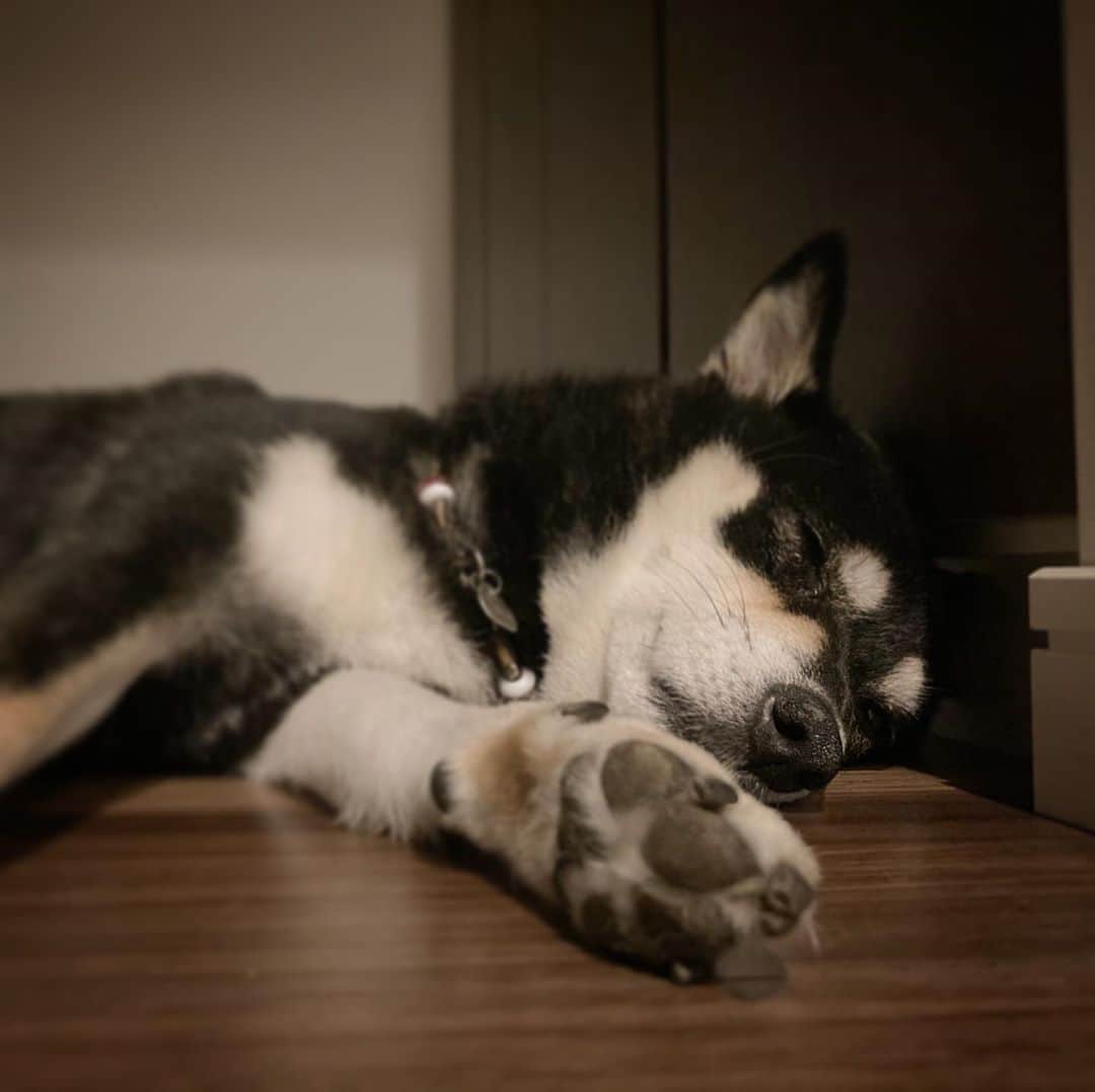 vo_coのインスタグラム：「🐾 世の中の犬はみんな可愛いけど やっぱりうちの子が一番愛しい どんなに寝言が煩くてもイビキが酷くても愛してるよ まだまだ元気でいてね * #イビキはパピーの頃からデフォルト #ワンワン言わずずっとフガフガしてる #それでもかわいいよ #shibastagram #instashiba #shiba #shibainu #黒柴 #柴犬」